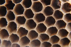 The walls of six-sided honeycomb cells are very thin measuring 1/3 of mm (approximately 1/80 of an inch).