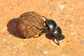 Some types of dung beetles roll animal excrement into balls and roll it away.