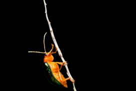 The bombardier beetle has a defensive mechanism that activates when it is threatened.