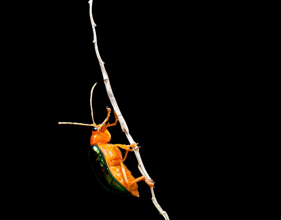 Beetle The bombardier beetle has a defensive mechanism that activates when it is threatened.