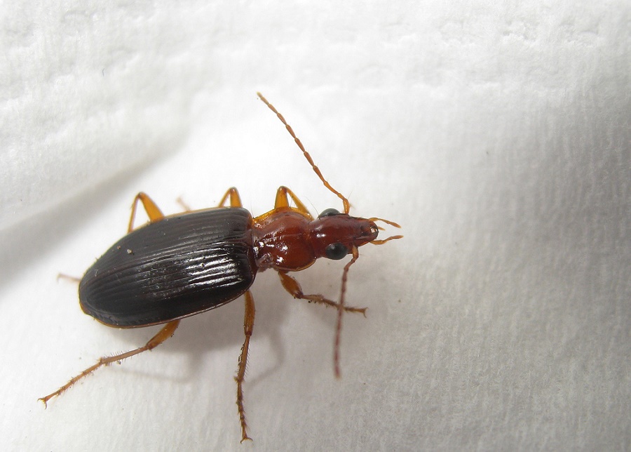 Bomardier beetle When threatened, the bombardier beetle sets off a chemical reaction that produces a boiling liquid, turning the beetle’s posterior into a dangerous weapon.