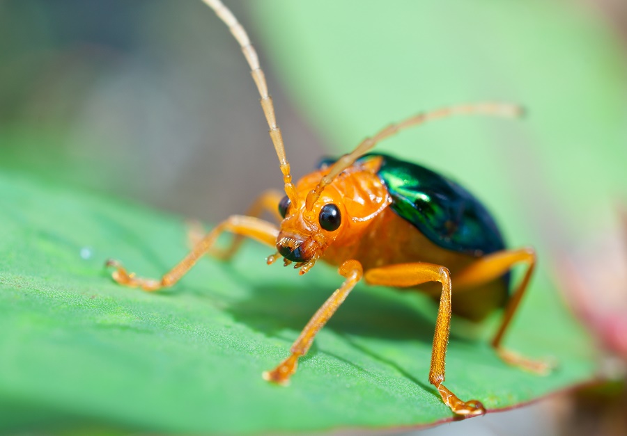 Bombardier beetle The bombardier beetle wards off predators such as frogs, birds and spiders by spraying hot, foul-smelling fluid and steam from its posterior.
