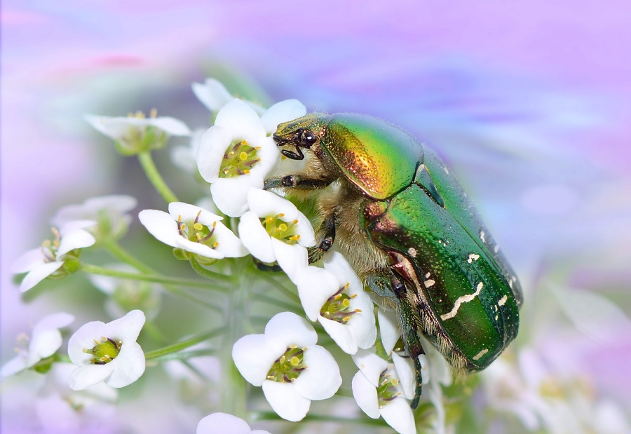 N52_Beetle_3 Beetle