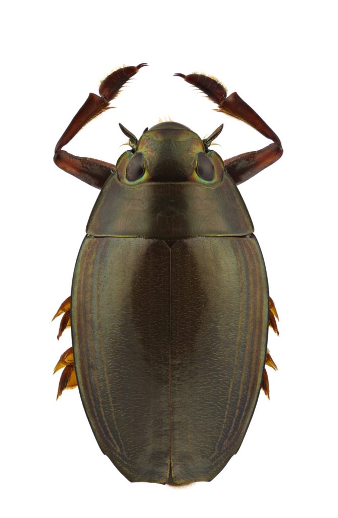 whirligig-beetle-zala-hub