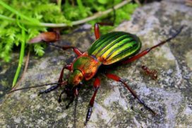 Metallic green beetle