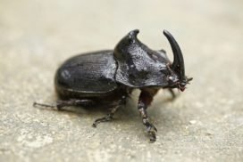 Rhinoceros beetle on a concrete floor.