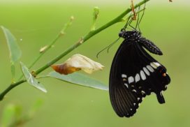 Common mormon butterfly hanging on a stem.