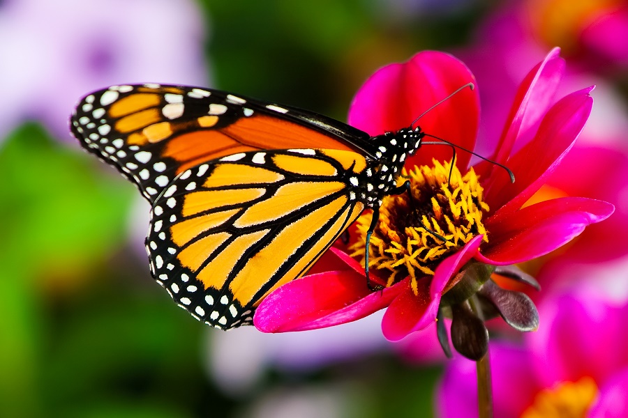 What do butterflies eat? - WISDOM ON ZALA HUB