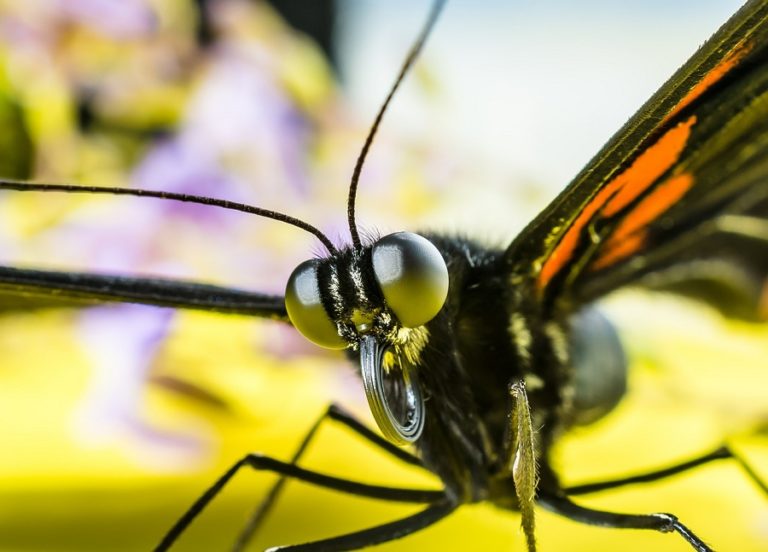 Butterfly Compound Eyes Zala Hub