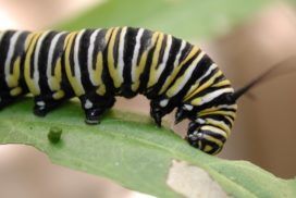 Mornach butterfly caterpillars feed on poisonous plants during their larval stage, as a result the butterflies taste bitter to birds.