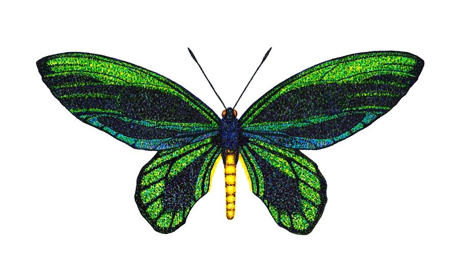 N68_African_giant_swallowtail_male African giant swallowtail (male)