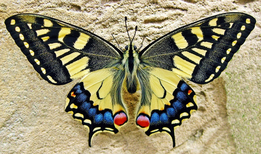 N68_Swallowtail Swallowtail
