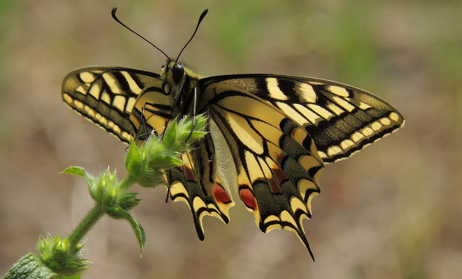 N68_Swallowtail_1 Swallowtail