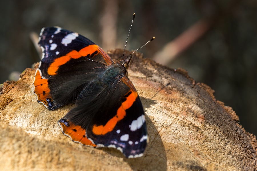 N70_Butterfly_2 N70_Butterfly_2