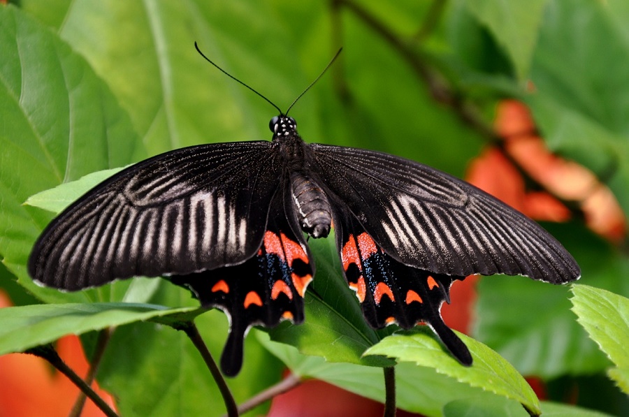 N70_mormon-butterfly Mormon butterfly