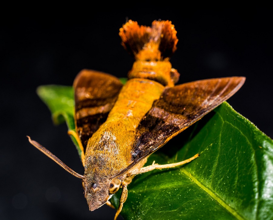 N70_moth_1 The sitting postures of butterflies and moths differ. A butterfly sits with its wings folded vertically and a moth, with its wings open flat. Another distinguishing feature of a butterfly is the threadlike antennae that end in a knot.