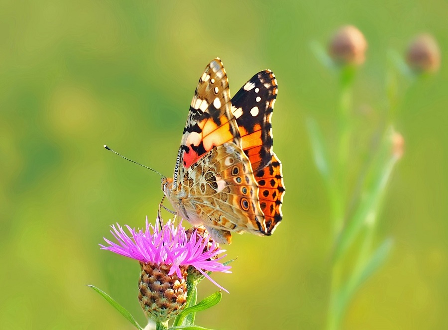 N70_painted-lady Painted lady butterfly