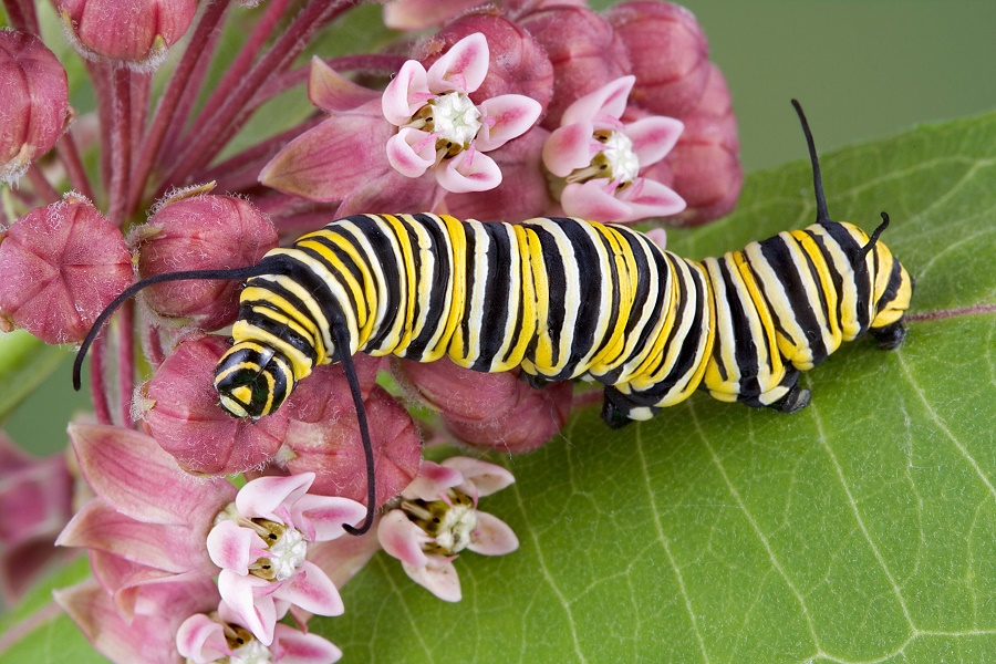 Monarch caterpillar
on a milk plant 
