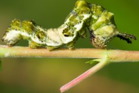 viceroy caterpillar on a willow