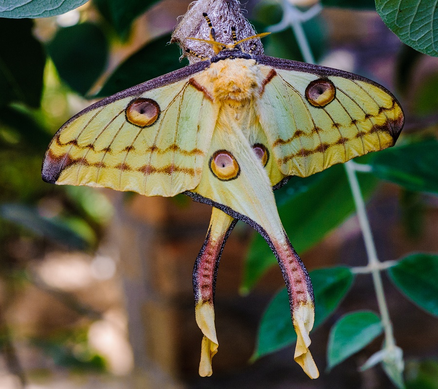 N72_Butterfly_3a Madagascan moon moth