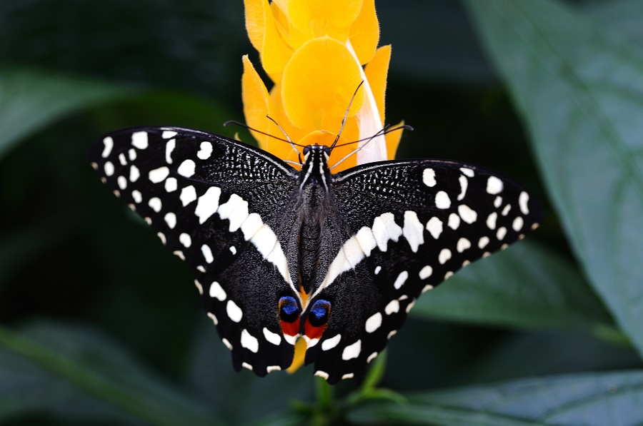 How do butterflies and moths help pollination in plants? WISDOM ON