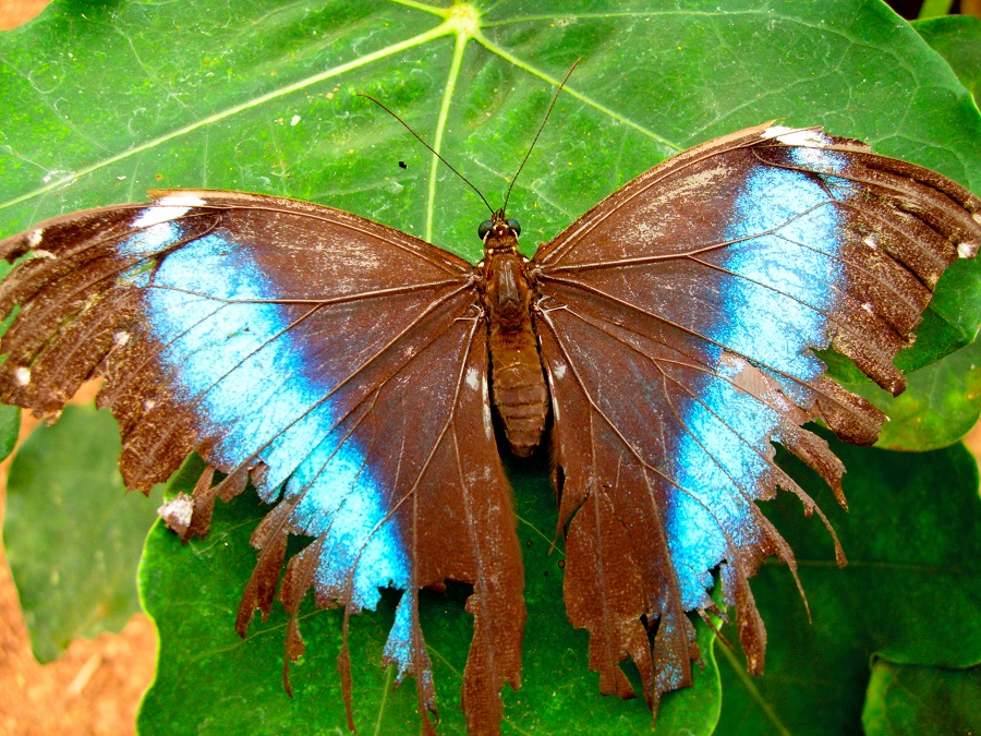 N74_Butterfly_1 N74_Butterfly_1