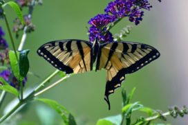 A butterfly will continue to feed and go about its daily routine with 70 percent of its wing surface missing.