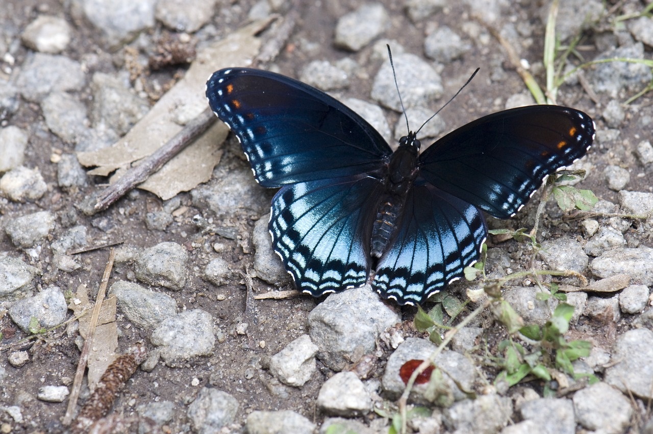 N75_Butterfly_2 N75_Butterfly_2