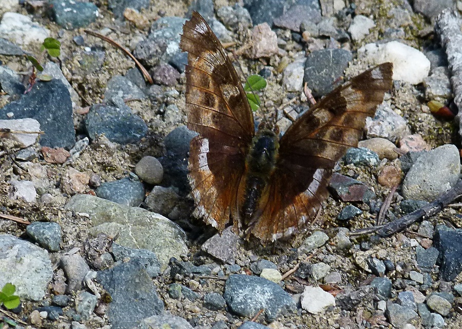 N75_Butterfly_3 N75_Butterfly_3