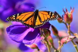 1. Monarch butterflies lay their eggs on milkweed plants and caterpillars exclusively feed on the same plant.