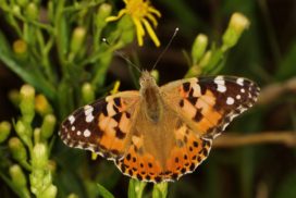 After the egg is laid, it takes 15 to 25 days for a painted lady butterfly to emerge.