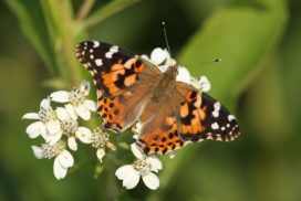 The painted lady butterfly lives on every continent except South America.