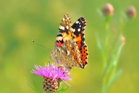 The annual painted lady butterfly migrations, which take six successive generations of painted butterflies to complete, cover a distance of 14,400 kilometers (9,000 miles) and start from the fringes to the Arctic and end in West Africa.