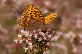 By planting a patch of flowers, you can attract the silver washed fritillary butterfly to your garden.