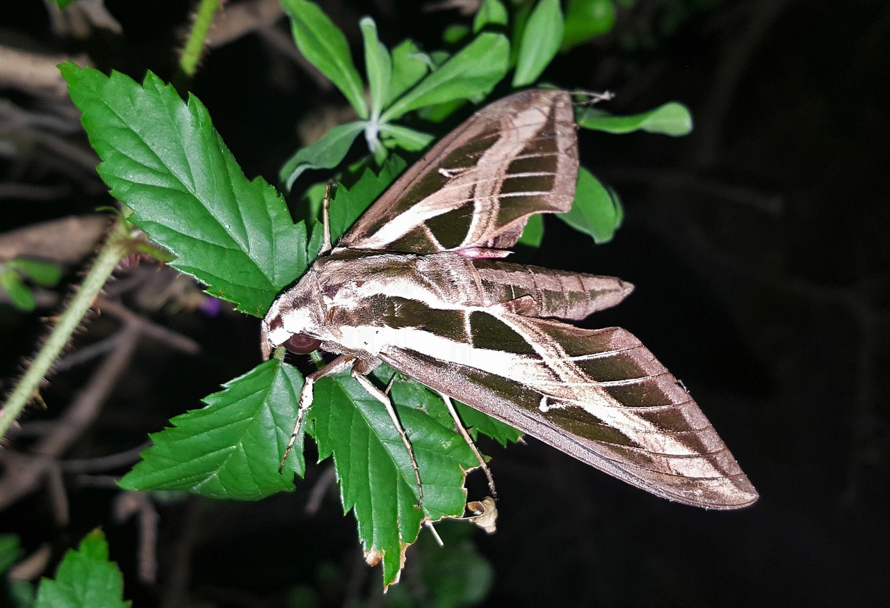 Sphinx-moth-1477421_1280 Sphinx moth