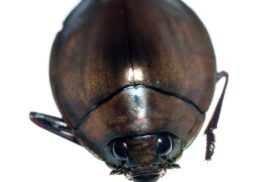 Whirligig beetles go under water with an air bubble that serves as a lung.