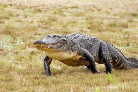 American alligator walking on grass