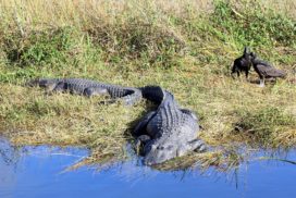 Alligator resting half way in water.