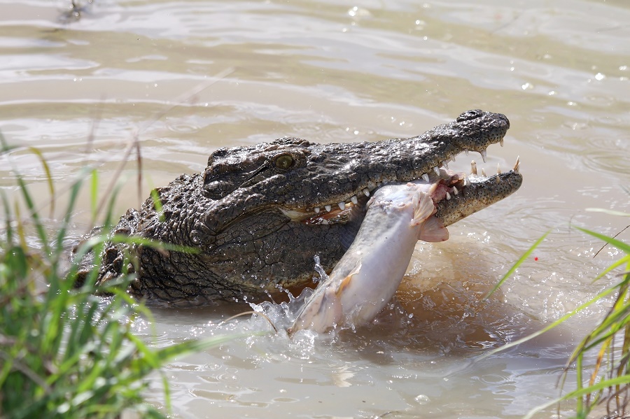 What do alligators eat? - WISDOM ON ZALA HUB