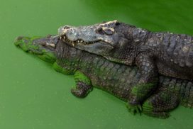 Alligators mating, twisting around each other.