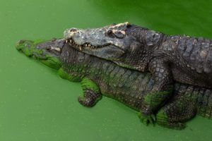 Courting of alligators involves slapping snouts on water, bellowing above water and producing low infrared sounds along with an oily musk to attract females.