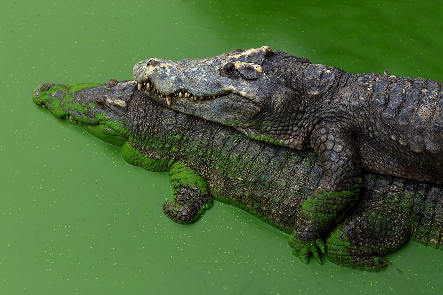 Mating crocodiles ZALA HUB