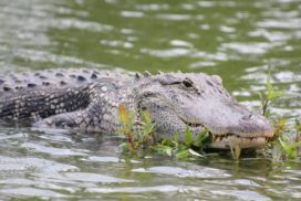 The receptors on the alligator's snouts are so sensitive that they can detect the impact of a single droplet of water on the water surface.