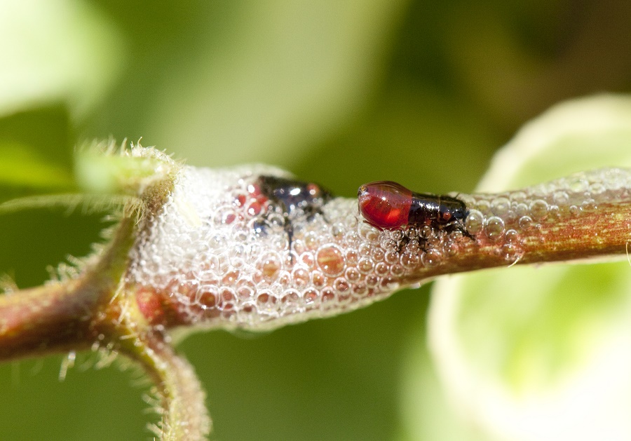 N82_Fireflies_3 N82_Fireflies_3
