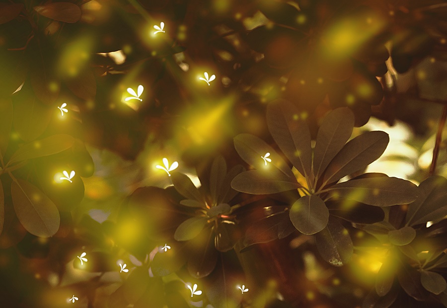 N82_Fireflies_4 N82_Fireflies_4