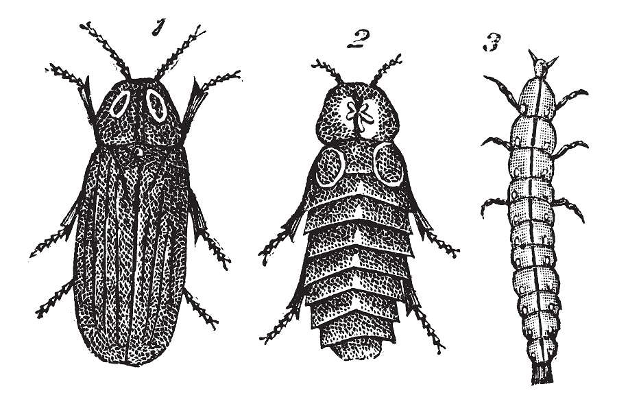 N84_Fireflies_1 1) Male 2) Female 3) Larva