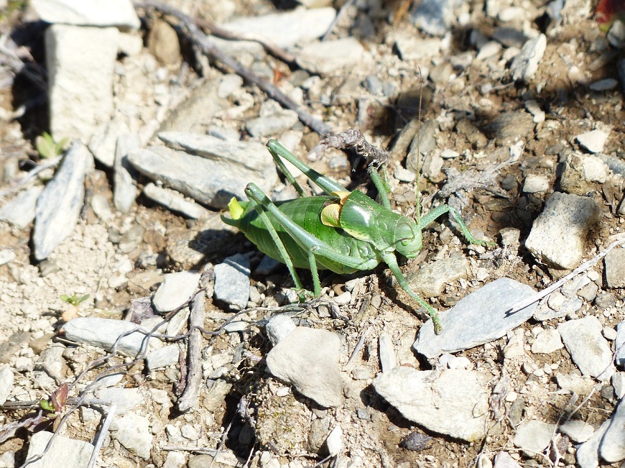 N89_Katy_3 Katydid