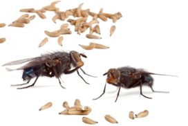 The best way to get rid of houseflies around the home is to interrupt the breeding cycle.