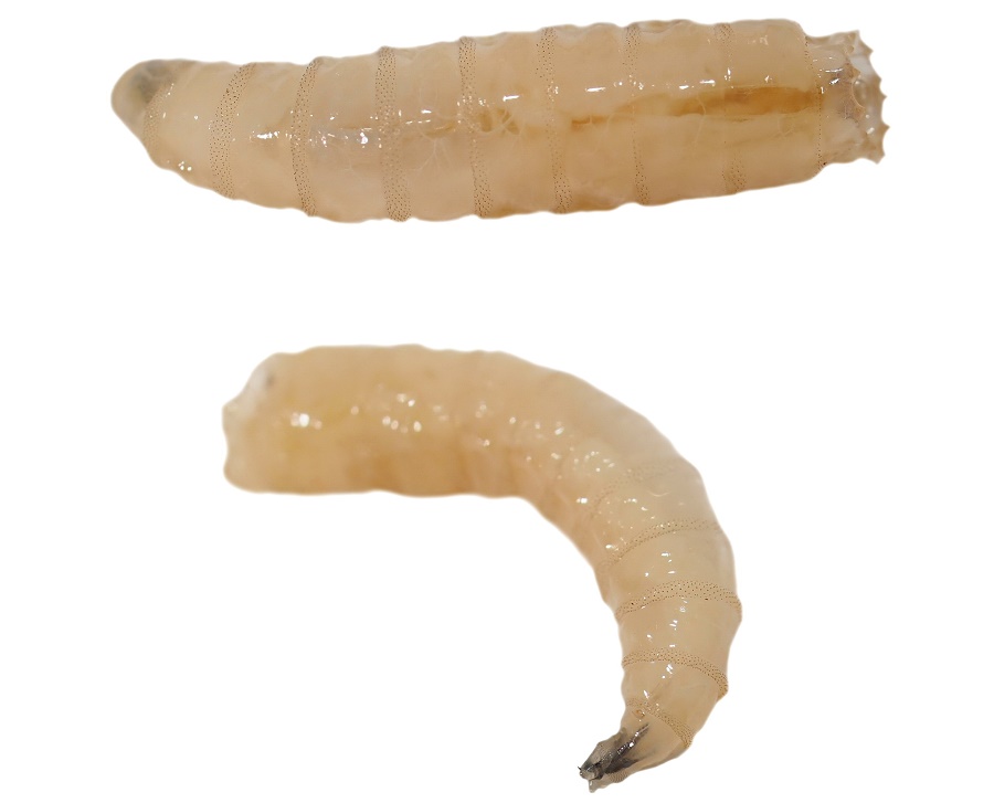 fly-larva-zala-hub