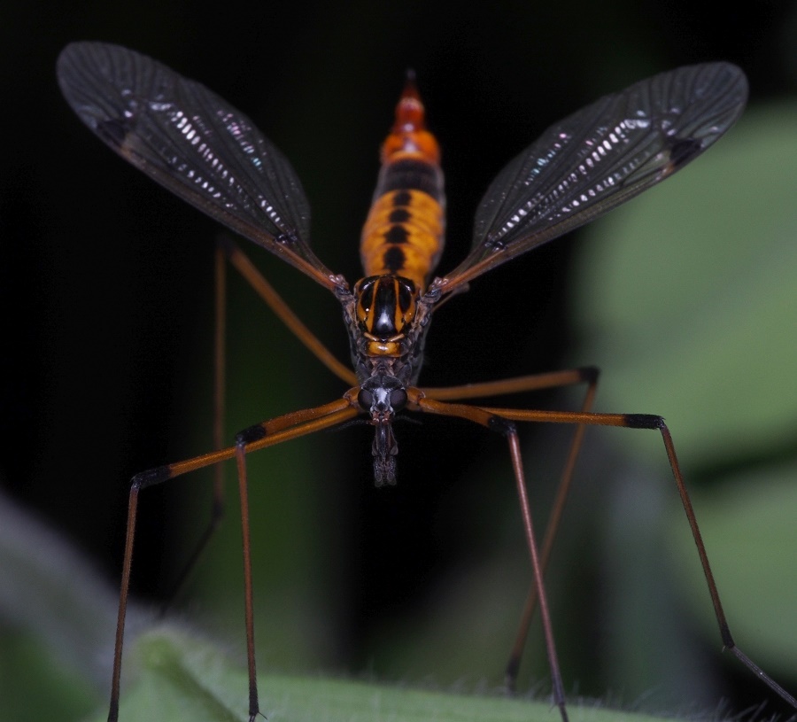 Besides having two wings, crane flies have halteres, another distinguishing feature unique to flies, which give them aerial agility.